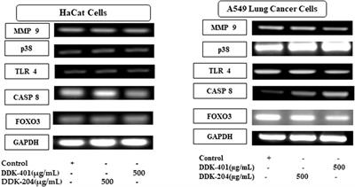 Transcriptome expression profile of compound-K-enriched red ginseng extract (DDK-401) in Korean volunteers and its apoptotic properties